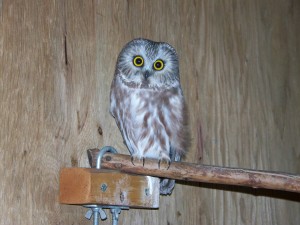 Saw-whet Owl 12-217 in RMRP Flight Enclosure