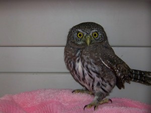 Northern Pygmy Owl