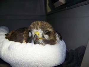 Red-tailed Hawk