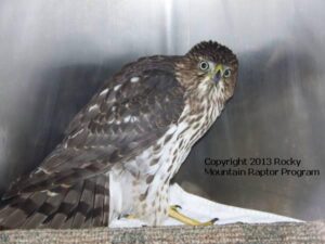 Cooper's Hawk 13-229