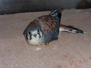 American Kestrel 14-091
