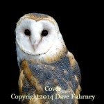 Barn Owl by Dave Fahrney