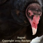 Turkey Vulture by RaeAnn Garrett 