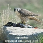Peregrine Falcon by Mack Hitch
