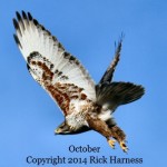 Ferruginous Hawk by Rick Harness