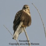 Rough Legged Hawk by Rick Harness 