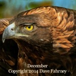 Golden Eagle by Dave Fahrney