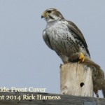Prairie Falcon by Rick Harness