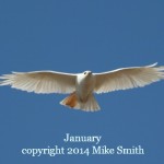 Leucistic Red Tailed Hawk by Mike Smith