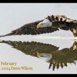 Bald Eagle by Dawn Wilson