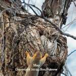 Eastern Screech Owl by Jim Futterer
