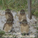Burrowing Owls by Peter Hartlove