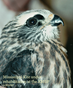 Juvenile Mississippi Kite