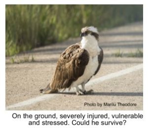 injured osprey