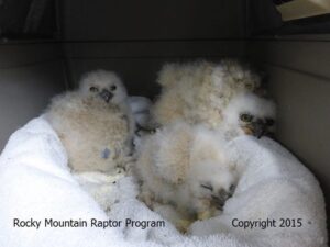 These 3 orphan Great Horned Owls were admitted to RMRP after their nest cavity was damaged in a windstorm