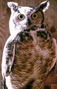 Great Horned Owl (1)
