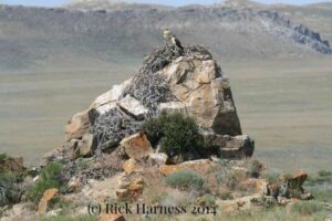 Ferruginous Hawk Aerie