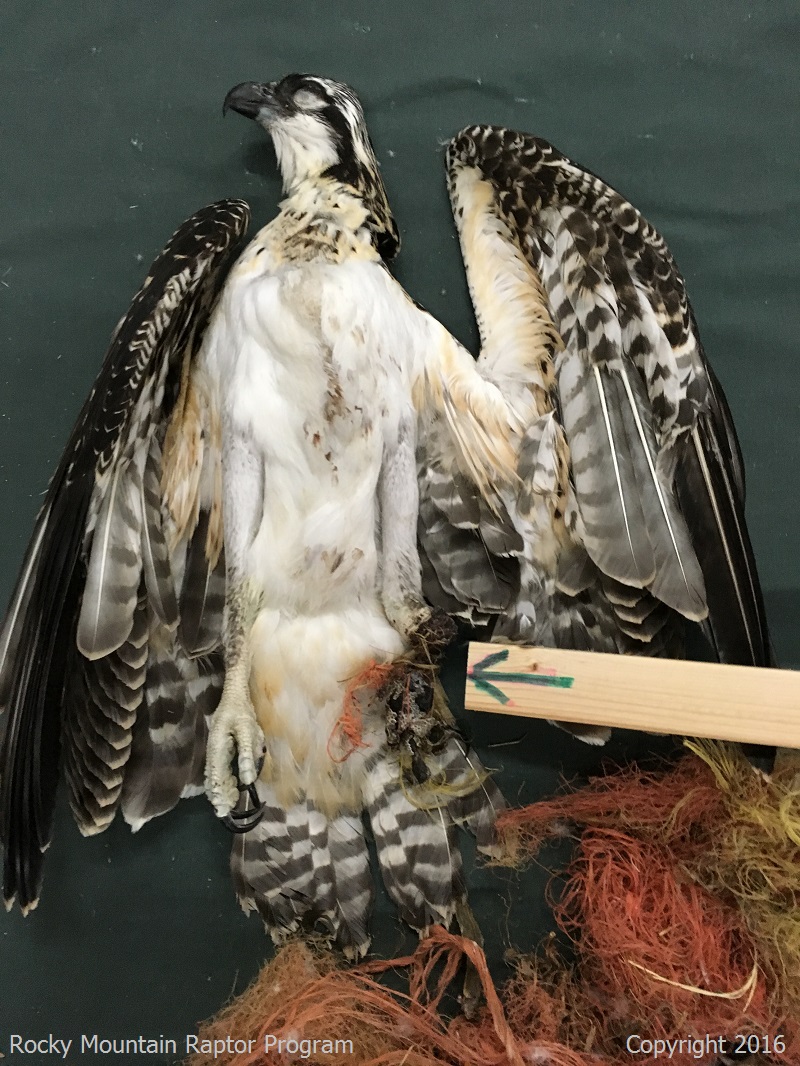 breed kort Contour Osprey and Baling Twine…..a deadly combination. - Rocky Mountain Raptor  Program