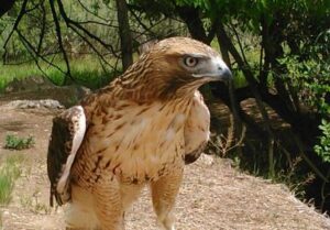 Educational Ambassador Red-tailed Hawk - Jasper