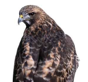Educational Ambassador Red-tailed Hawk - Hazel