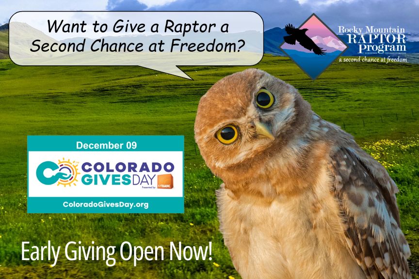 "Want to give a raptor a second change at freedom?" Pictured: Owl in field looking at you