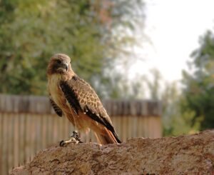 Virtual Birds of Prey Class @ Virtual