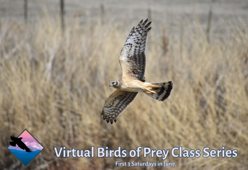 A flying Northern Harrier. Graphic reads "Virtual Birds of Prey Class Series. First 3 Saturdays in June"