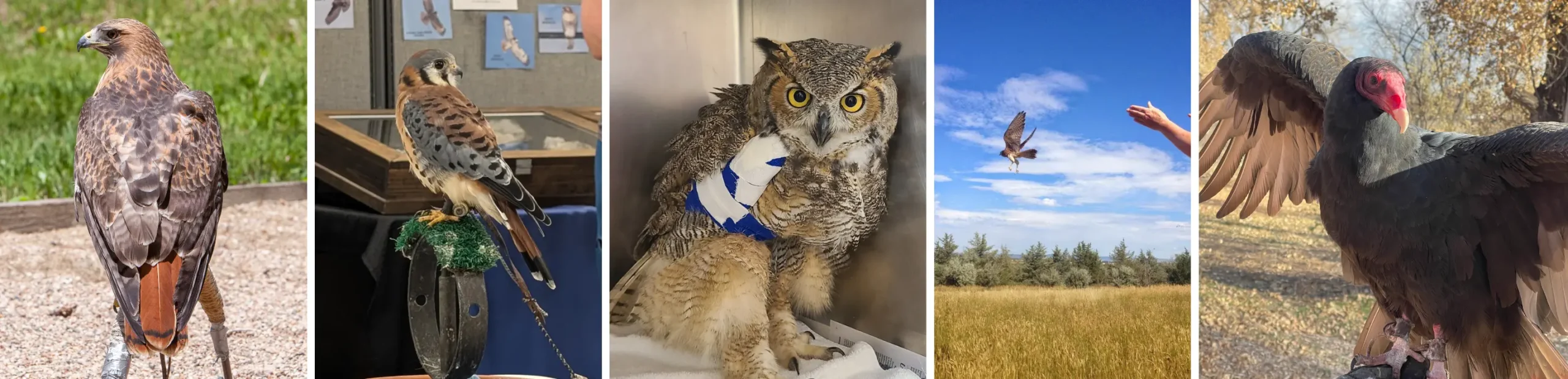 Red-tailed hawk. American Kestrel. Great Horned Owl with wing bandage. Hawk flying away. Turkey Vulture.