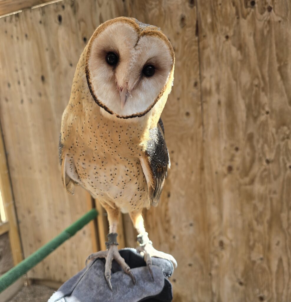 An American Barn Owl Ambassador standing on a glove.